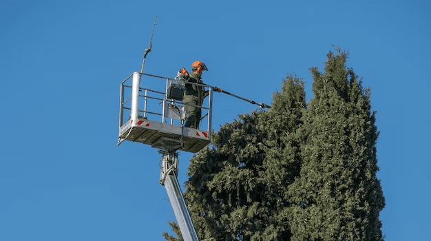 Cherche un élagueur , trouver un professionnel, entretien maison