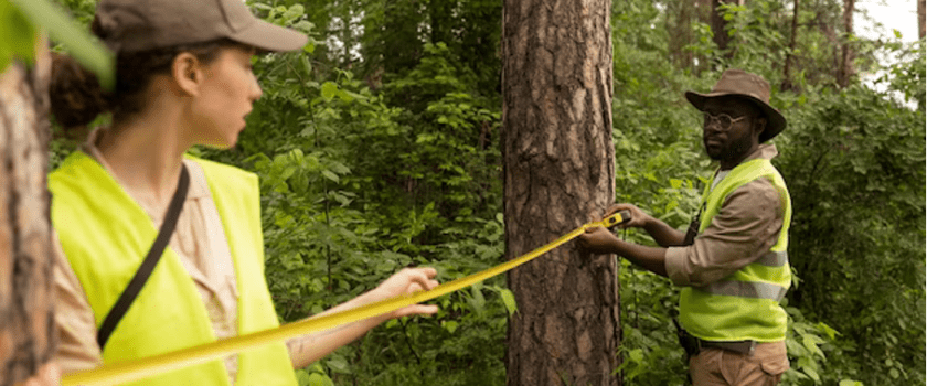 Recherche élagueur professionnel rapidement pas cher près de chez moi jardinage