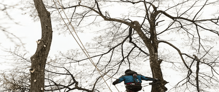 Elaguer un arbre maison entretien