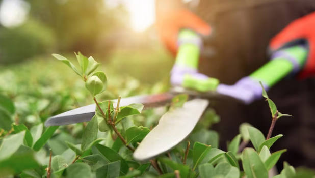 recherche paysagiste pour entretien pelouse