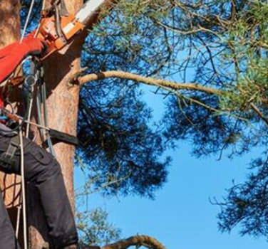 baptiste élagage élagueur compétent Montpellier